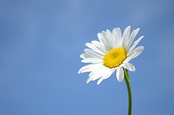 Ромашки и небо