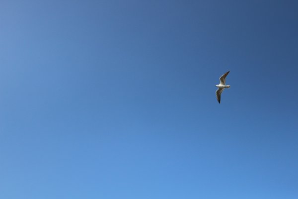 Голубое небо с птицами