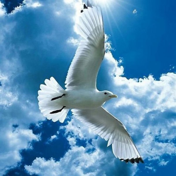 Белые Журавли в небе