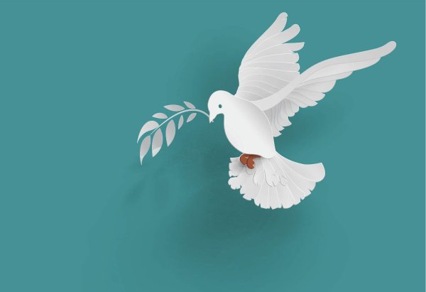 Голубь с веточкой в клюве обои