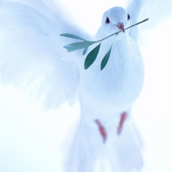 Белый голубь с веточкой