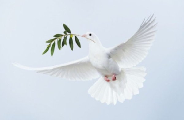 Голубь с веточкой