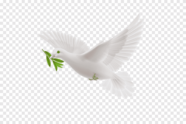 Голуби в небе