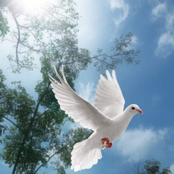 Голуби в небе