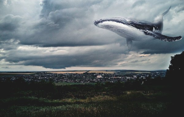Кит в небе арт