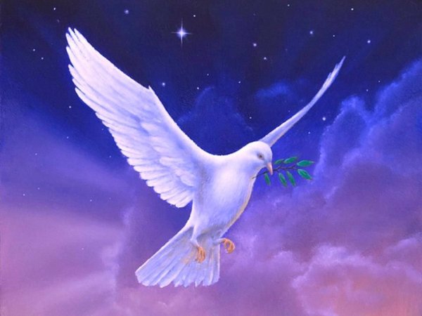 Голубь мира на прозрачном фоне