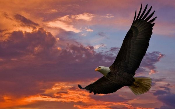Орел на закате