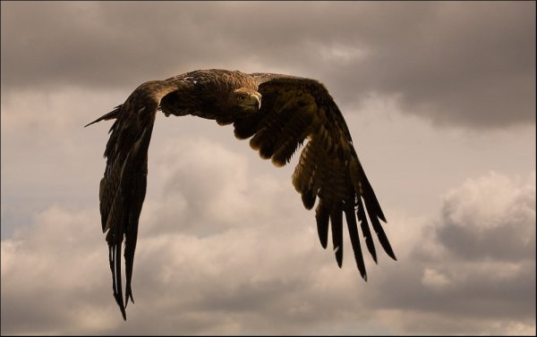 Словно птица в небесах