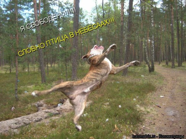 Я свободен