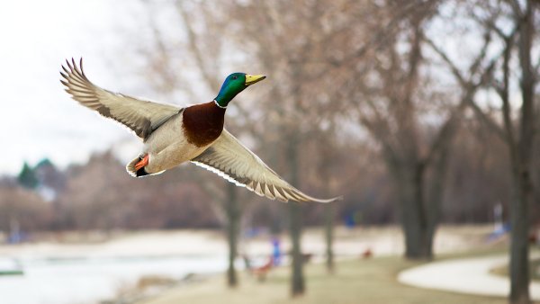 Муравьед ебашь с ноги