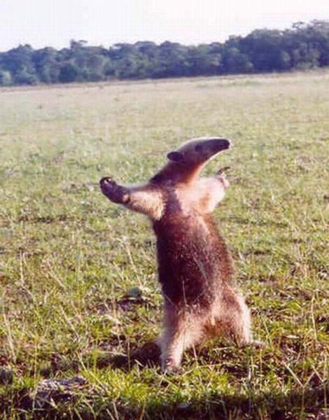 Открытка я свободен