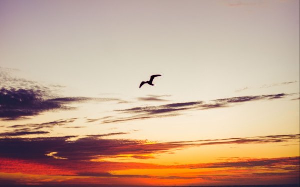 Птицы в небе Эстетика