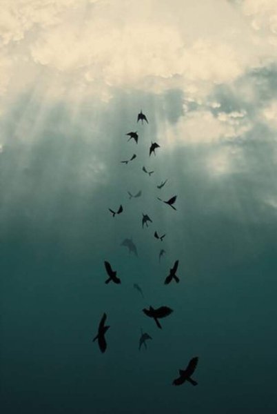 Птицы в небе