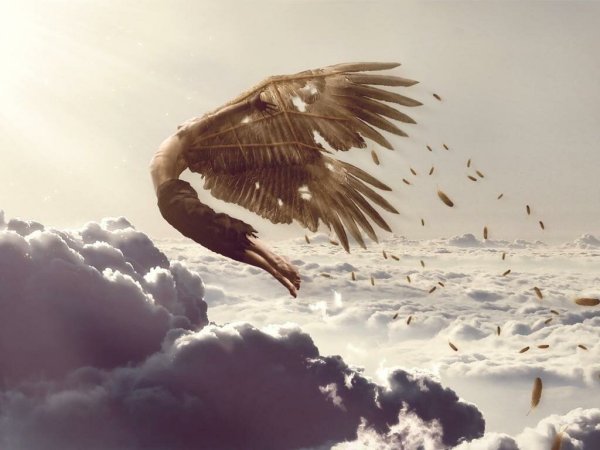 Две птицы парят в небе