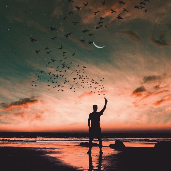 Птицы ночью