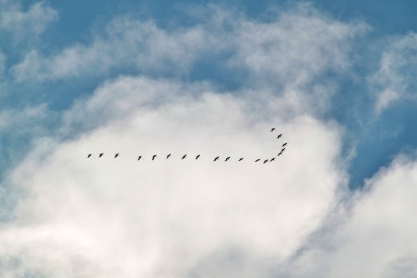Полет птицы в небе