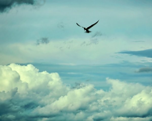 Птицы из души