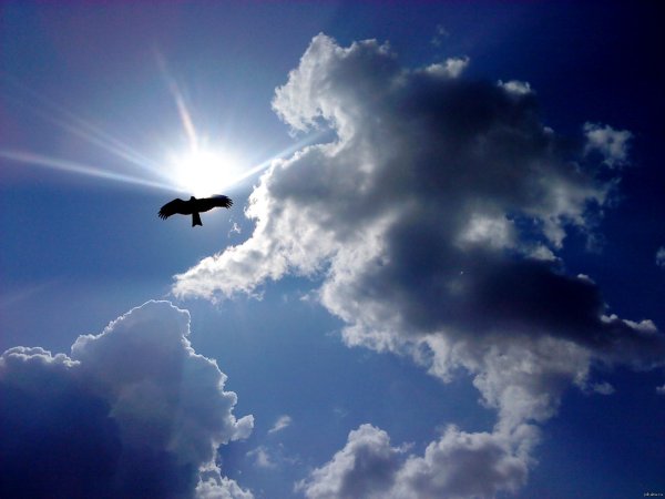 Полет одинокой птицы