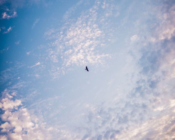 Орел парящий в небе