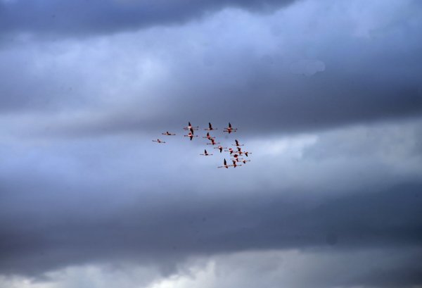 Журавли текст