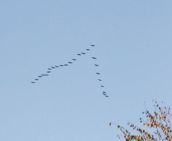 Журавлиный Клин война