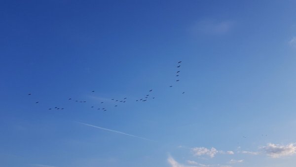 Клин журавлей