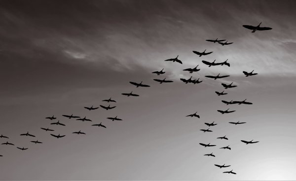 Журавлиный Клин в небе