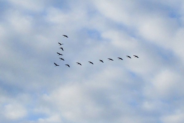 Далеко-далеко Журавли улетели