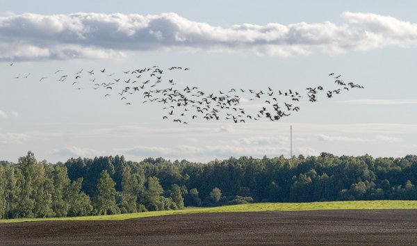 Стихотворение Журавли Расула Гамзатова