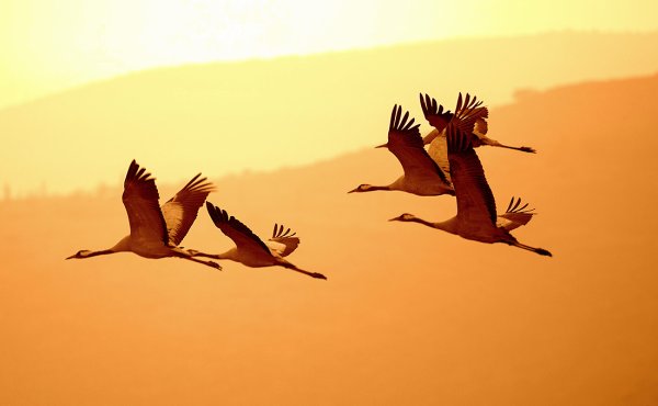 Журавлиный Клин осенью