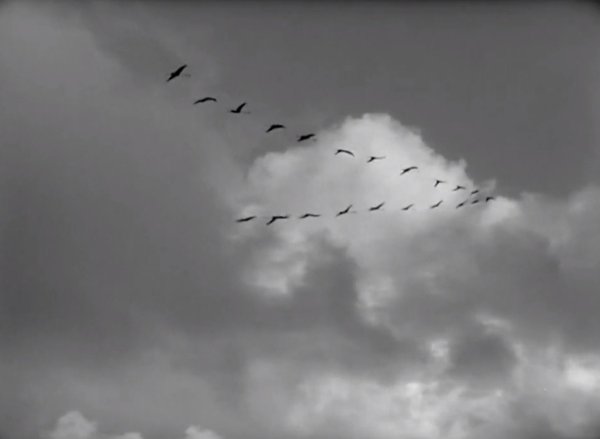 Клин перелетных птиц