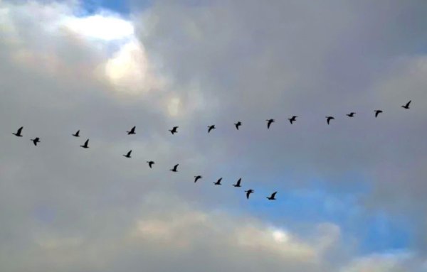 Картина журавлиный Клин Туманов