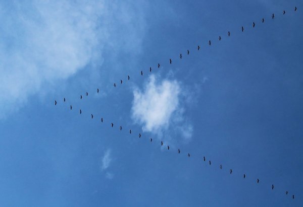 Клин журавлей война