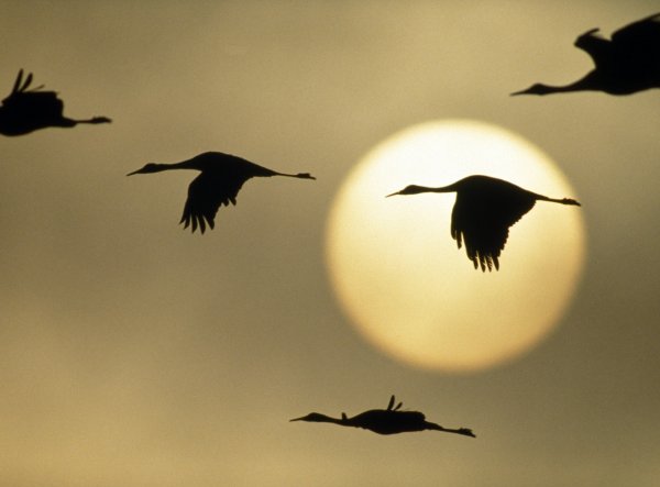 Черный лебедь в небе