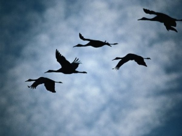 Улетающий Клин журавлей