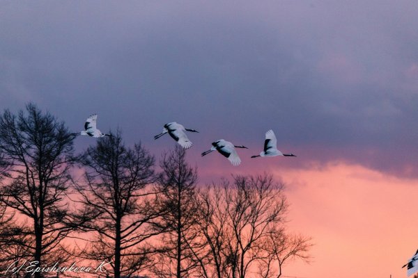 Клин журавлей