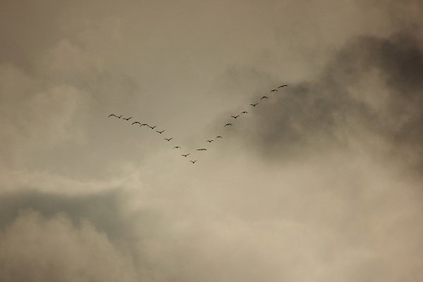Стая птиц