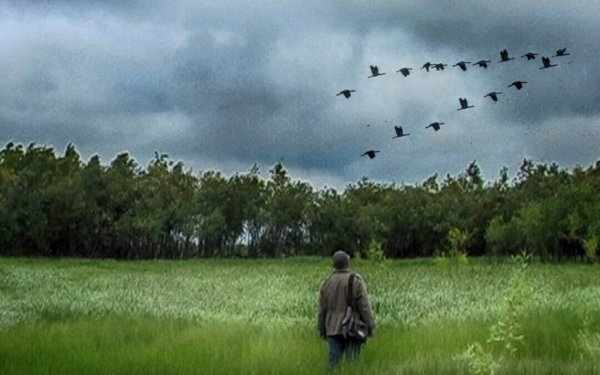 Голубое небо с журавлями