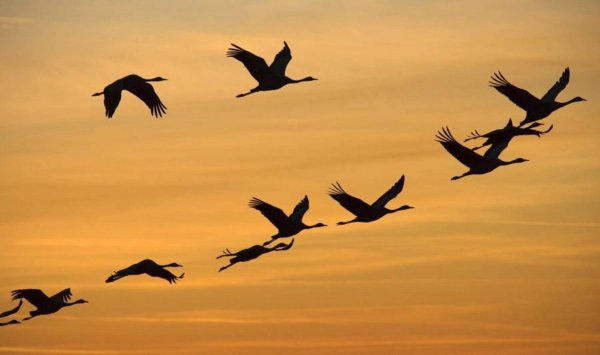 Летит летит по небу Клин усталый