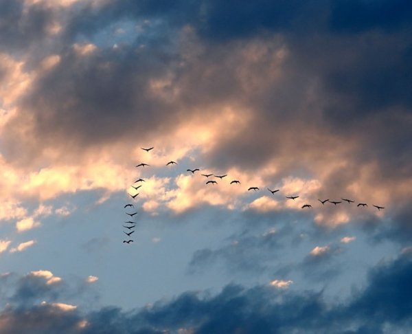 Прощание с журавлями