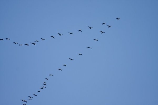 Журавлиный Клин в небе