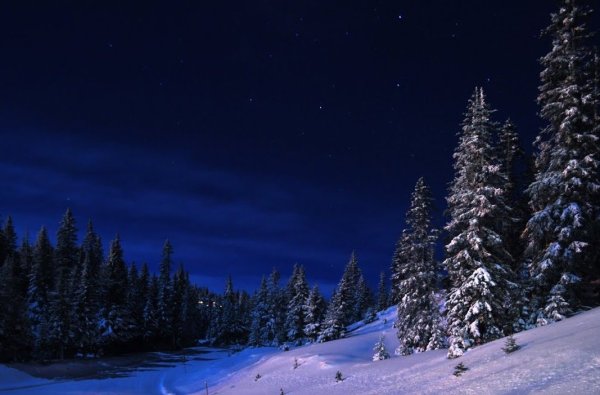 Лес зимой ночью