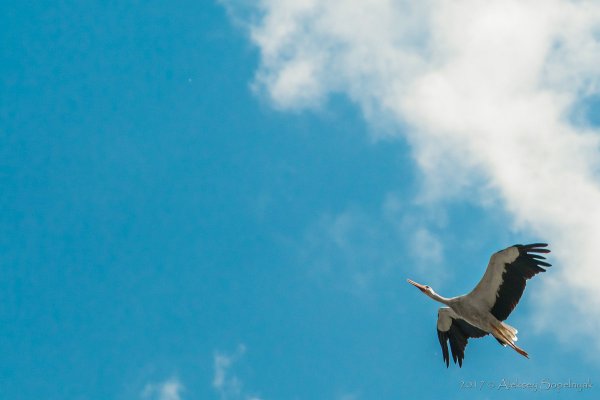 Стая лебедей