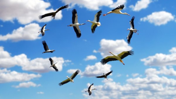 Гуси-лебеди в небе