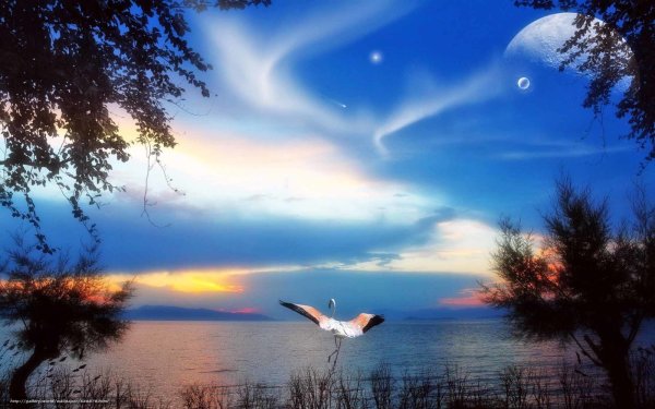 Белые Журавли в небе