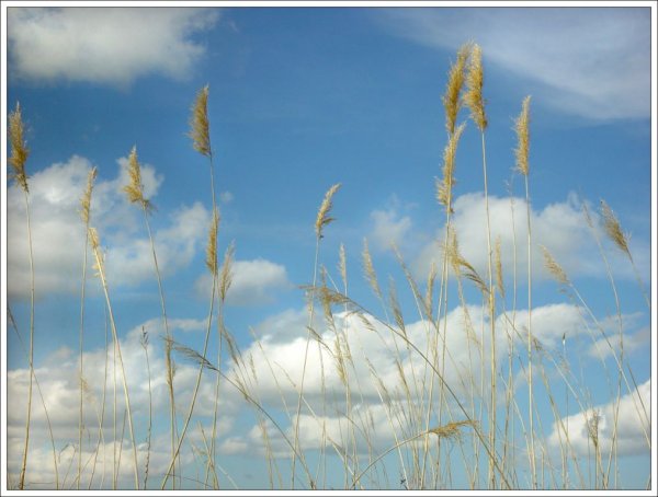 Весеннее небо глядится