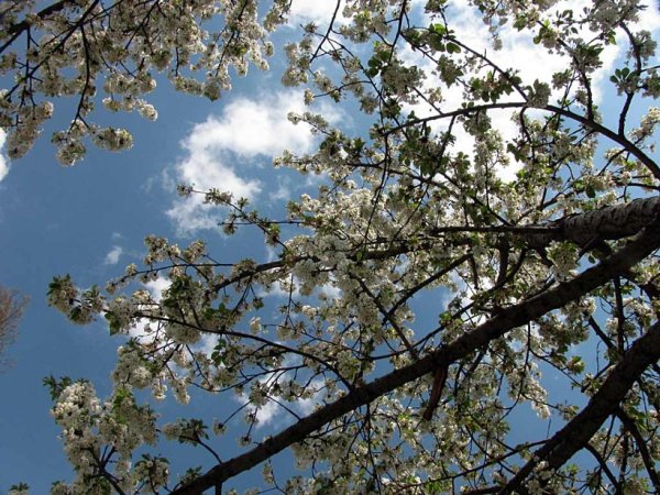 Береза в марте