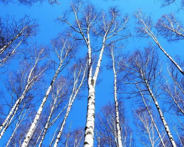 Солнечная Весна