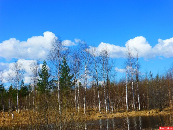 Птицы над рекой