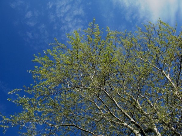 Небо в апреле